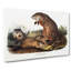 Woodchucks by J.W. Audubon - Wrapped Canvas Painting-55302551
