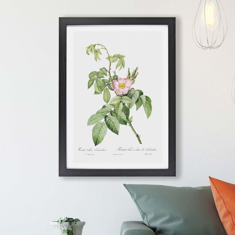 Apple by Jean Bernard - Framed Print, 33cm H x 45cm W x 2cm D, Black