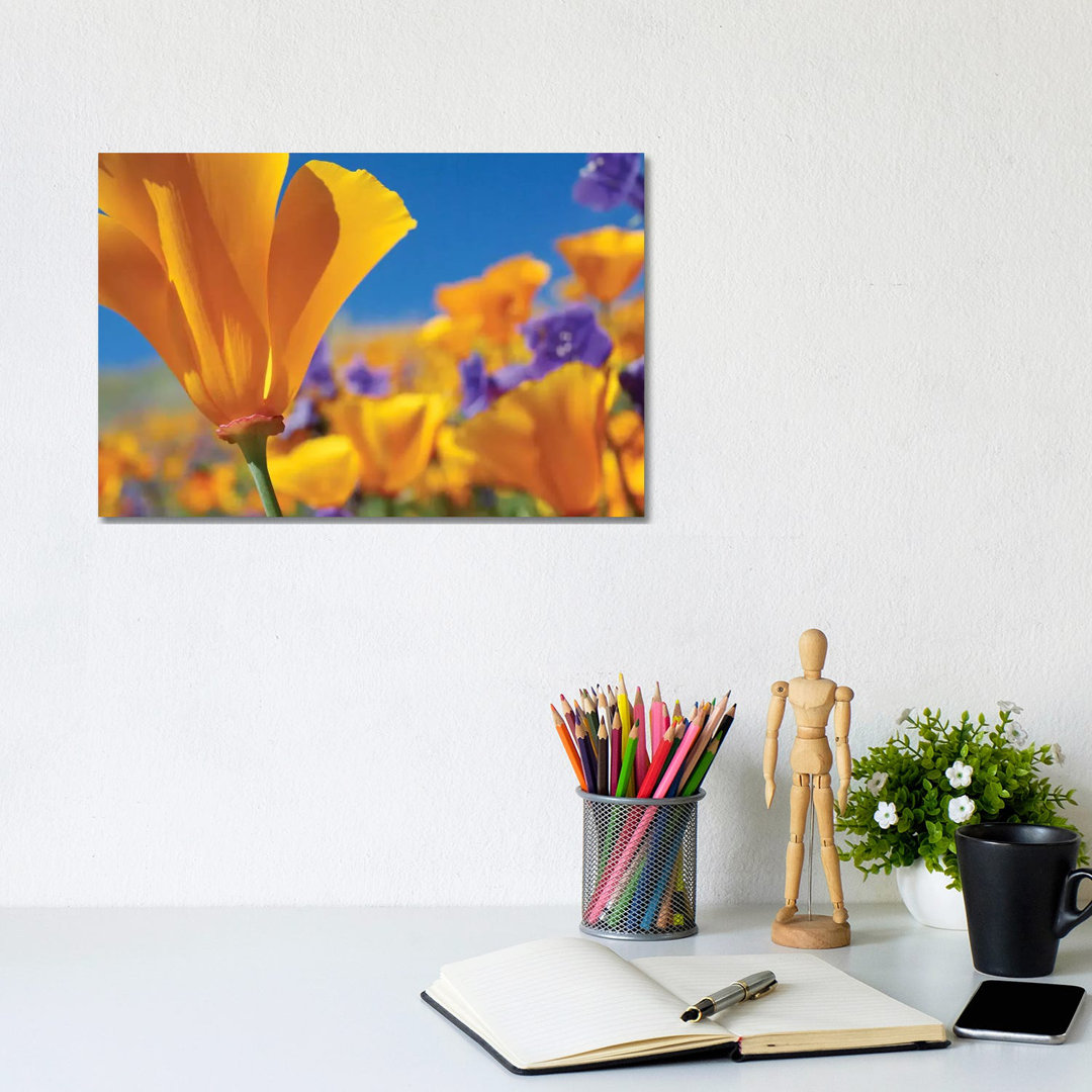 Kalifornische Mohnblumen, Antelope Valley, Kalifornien III von Tim Fitzharris - Gallery-Wrapped Canvas Giclée