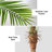 Artificial Palm Tree In A Pot-646548271