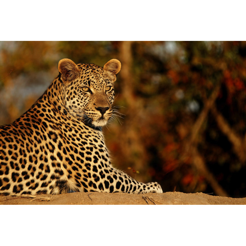 Leopard - Wrapped Canvas Print, 61cm H x 91cm W x 3.8cm D