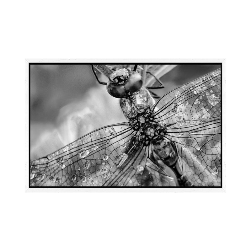 Southern Hawker Dragonfly close up, moisture on wings, New Mexico 1 Piece Wall Art on Canvas, 66.04 cm H x 45.72 cm W