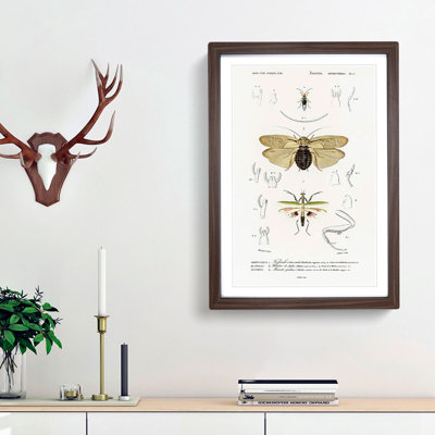 Insect of Illustrations PL.1 by Charles d'Orbigny - Picture Frame Painting Print on MDF
