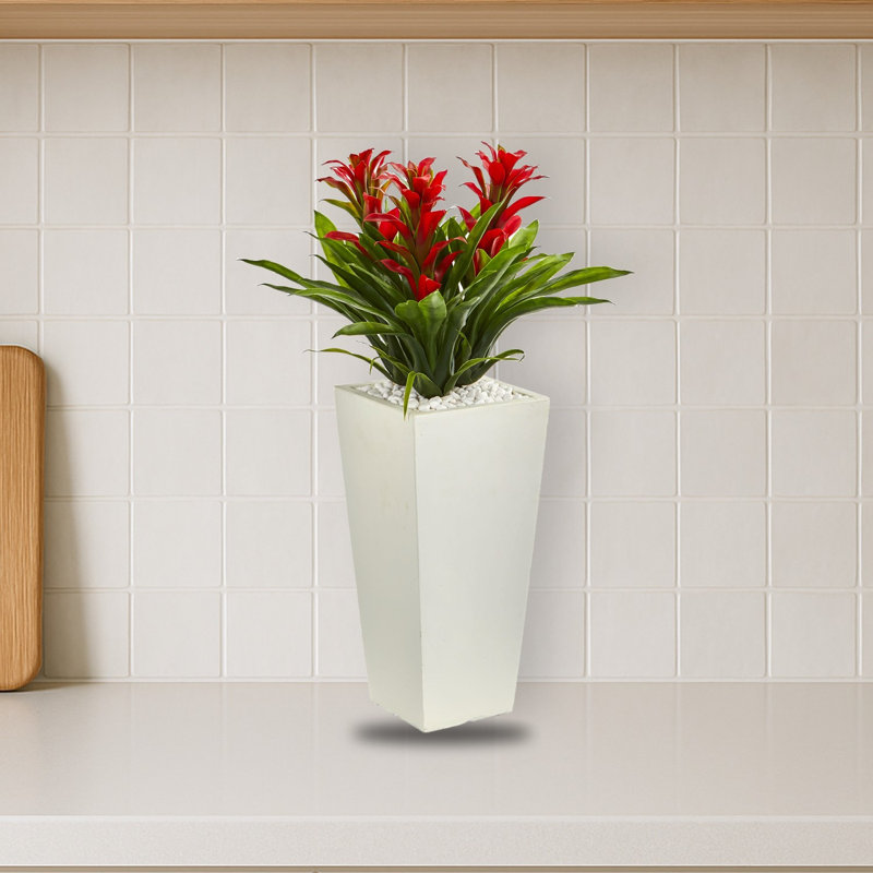 Triple broméliacées dans un pot à fleurs blanc