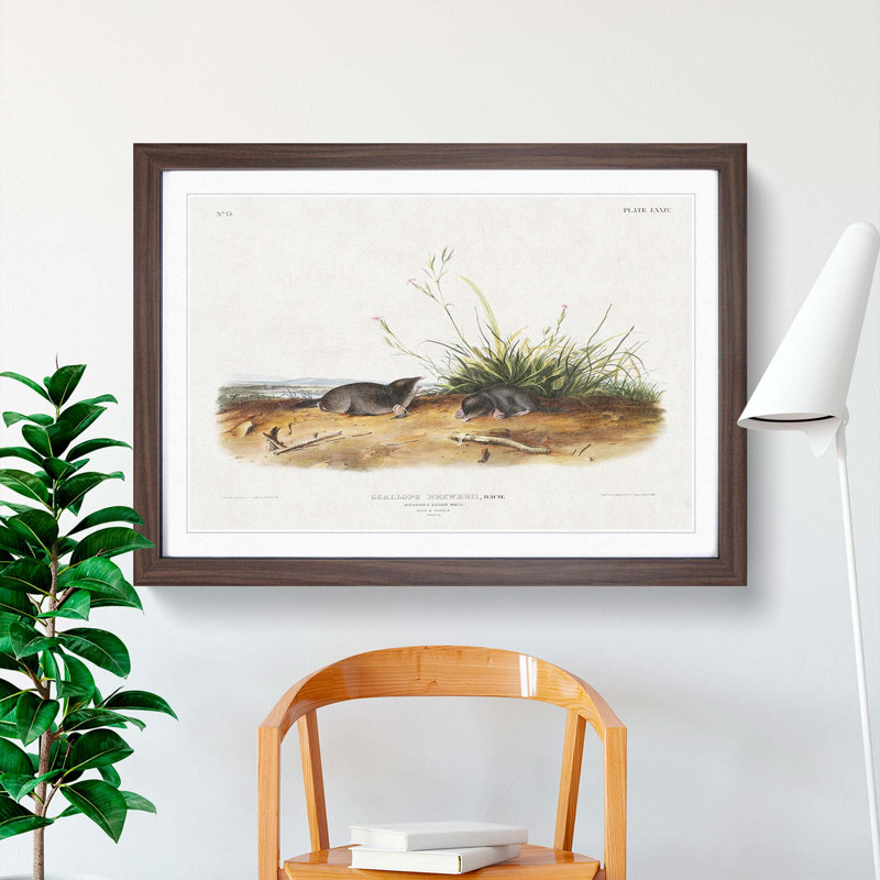 Shrew Moles by J.W. Audubon - Picture Frame Painting Print, 27cm H x 36cm W x 2cm D, Walnut Framed