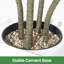 Plant-986871591