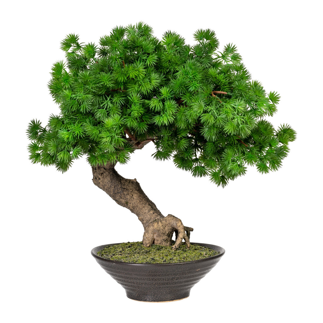 Tischpflanze Bonsai im Topf