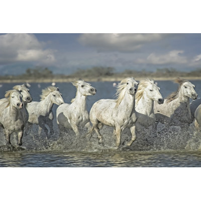 Chevaux blancs de Camargue