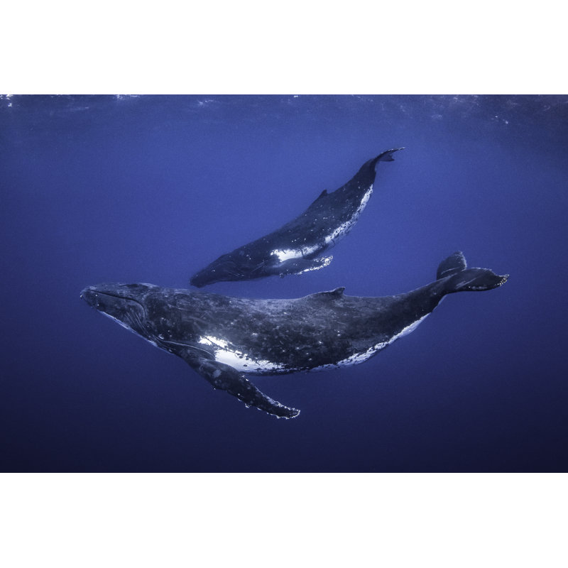 Humpback Whale by Philip Thurston - Wrapped Canvas Print, 61cm H x 91cm W