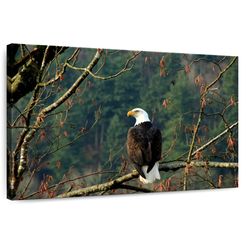 Brampt Perched Canadian Bald Eagle, 34" H x 51" W