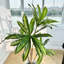 Arbre artificiel 47,24 po Dracaena-1702090471