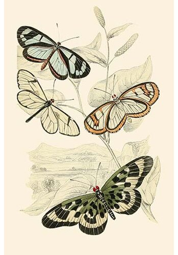 Buyenlarge European Butterflies And Moths by James Duncan Print | Wayfair