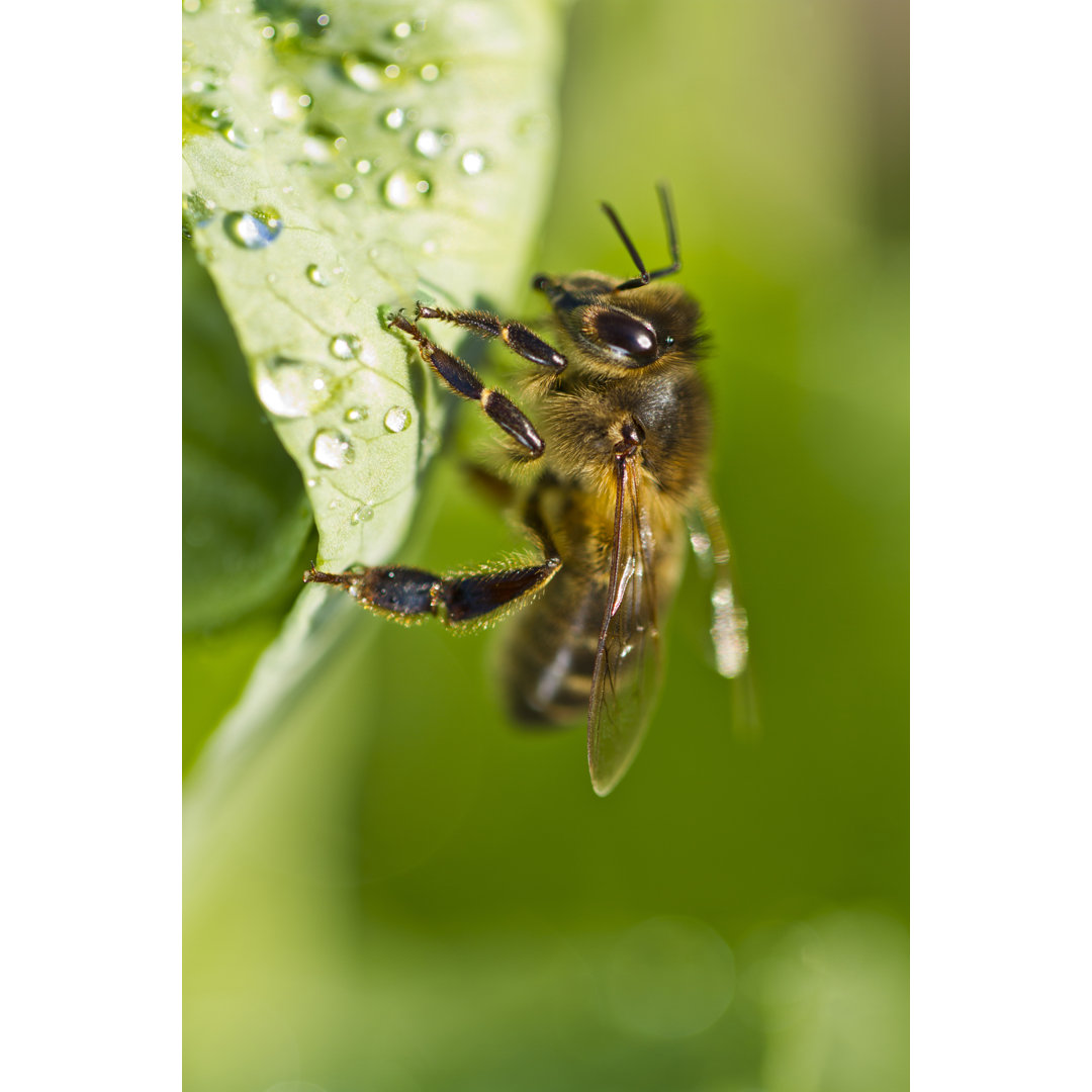 Honey Bee On A Leaf by Membio - Drucken