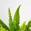 Bird''s Nest Fern in Ceramic Planter