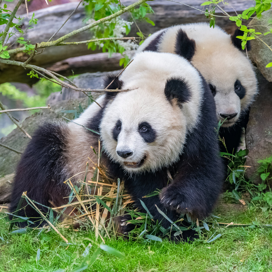 Riesige Pandas von Pascale Gueret - Leinwandbild