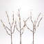 Ensemble de branches brun clair avec baies blanches