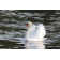 Swan Lake by Nikonphotog - Wrapped Canvas Print