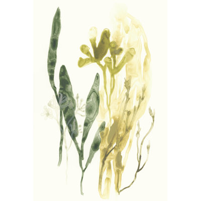 Kelp Collection VI - Wrapped Canvas Art Prints