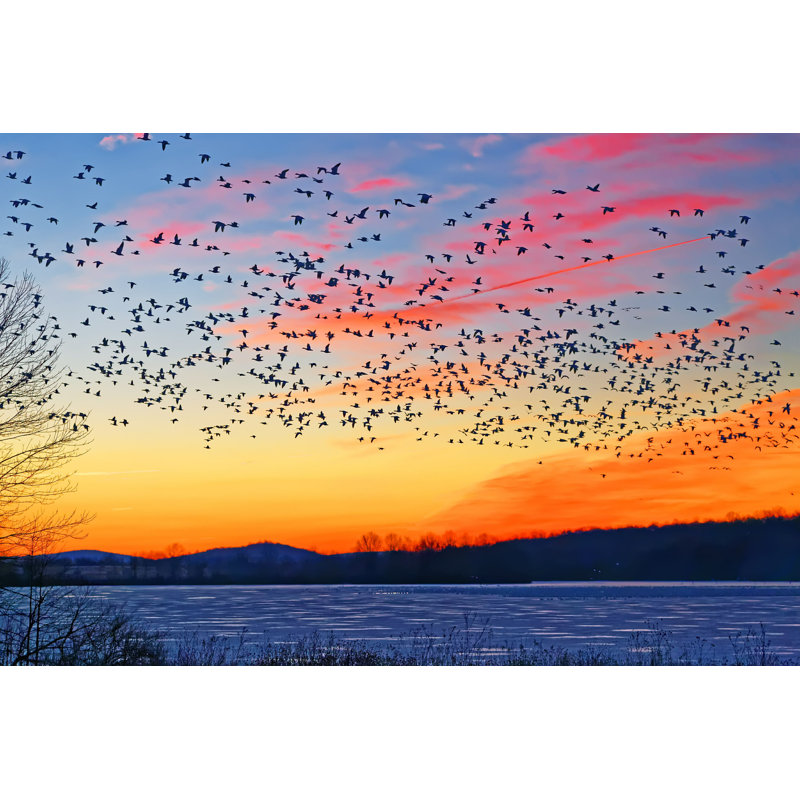 " Snow Geese Flying ", 24" H x 36" W  