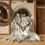 Tapis Timeless-1553162527