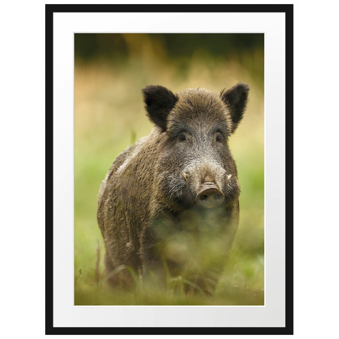 Wildschwein auf einer Wiese Gerahmter Fotodruck Poster