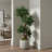 Boxwood Tree in Fiberstone Pot