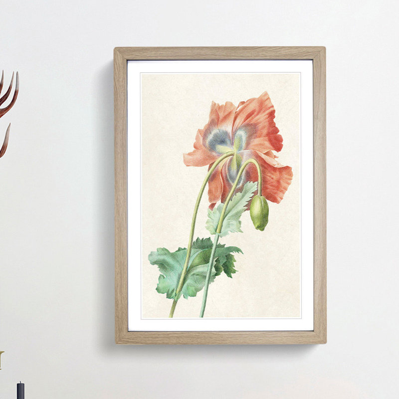 Poppy Flower by Pierre-Joseph Redoute - Picture Frame Painting Print, 36cm H x 27cm W x 2cm D, Oak Framed