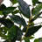 TREE LAUREL POT 7FT