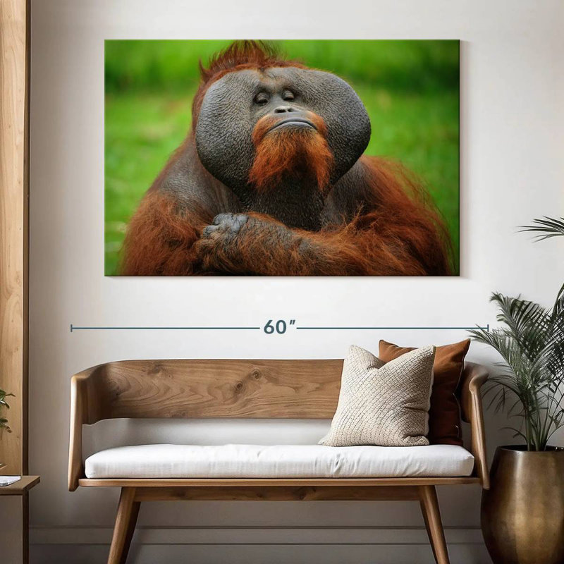 Bossy Orangutan