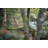 Lynx In Bavarian Forest by Michael Roeder - Wrapped Canvas Print-1044130045