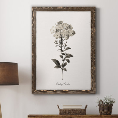 " Sketchbook Leadwort " Painting Print