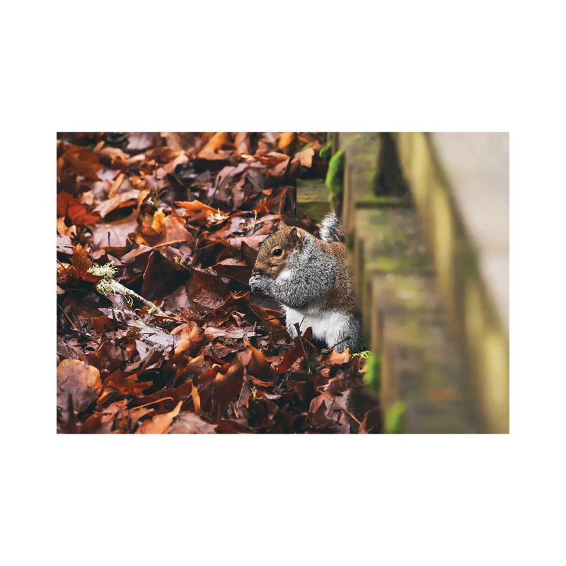 Hidden Squirrel 1 Piece Wrapped Canvas Painting, 30.48 cm H x 45.72 cm W