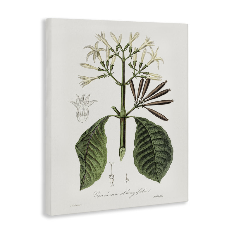 Toile rétro vintage Flora Study, conception par CAD Designs, H 40 po x l 30 po