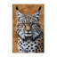  Tapis lavable à gros chats Lynx Eurasian-524680338