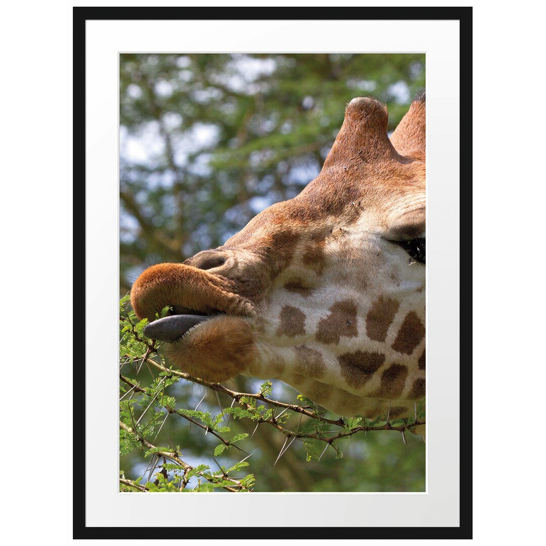 Gerahmtes Poster Niedliche Giraffe beim Fressen