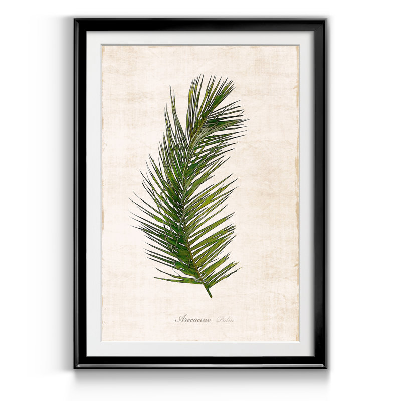 Palm Botanical II - Reproduction d'art graphique sur papier encadré, Noir, H 18,5 po x l 24,5 po x P 1,5 po
