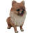 Lifelike Adorable Pet Pal Sitting Pomeranian Spitz Puppy Dog Figurine 6"H
