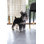Standing Miniature Schnauzer