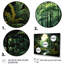 Ferns Plant Serene Reflections II - reproduction-1802204460-1802204458