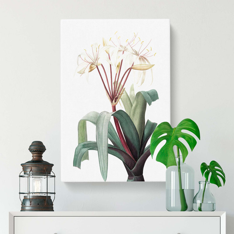 White Crinum Flowers by Pierre-Joseph Redoute - Wrapped Canvas, 60cm H x 40cm W x 3cm D