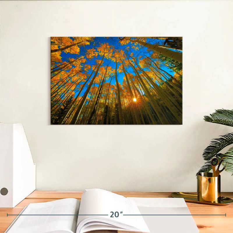 Alvord Birch Forest Sunburst, H 8 po x l 12 po