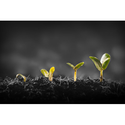 «Young Plant Growing On Canvas» par Maxsattana, photographie