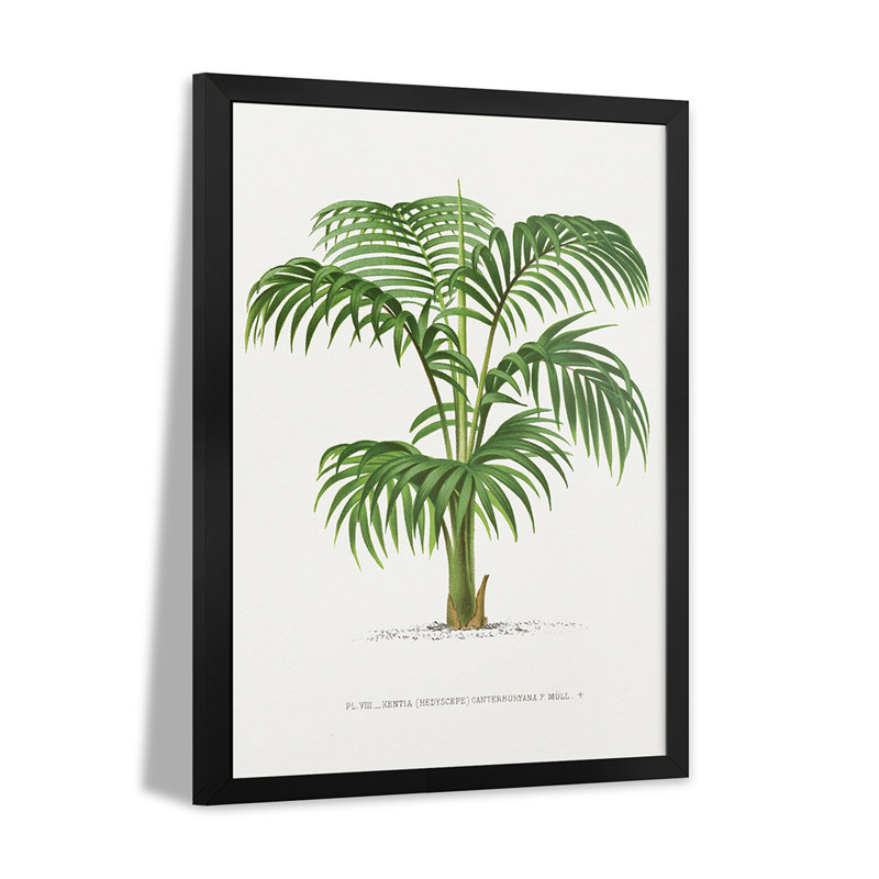 Kentia Vii - reproduction d'art murale - affiche de galerie, H 24 po x l 16 po