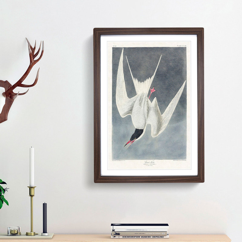 Great Tern Bird by John Audubon - Picture Frame Painting Print, Walnut Framed, 65cm H x 48cm W x 2cm D