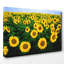 Yellow Sunflower Photographic - Wrapped Canvas-19096862