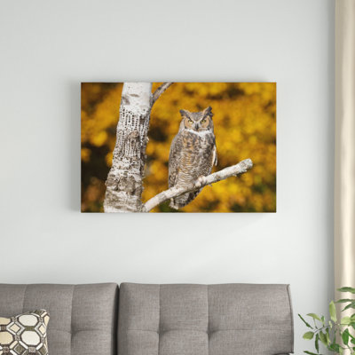 " Great Horned Owl "