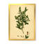 Vintage Plant Life XXV - Décoration murale traditionnelle-59815171-59815172