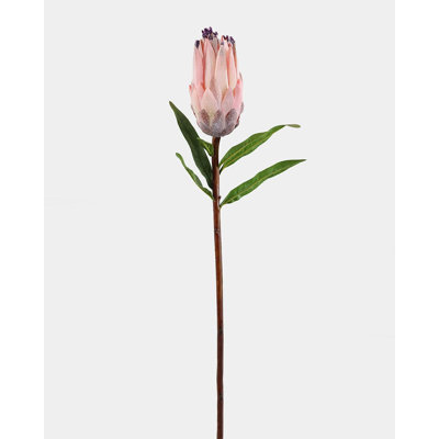 Protéa Pink Mink 29 po
