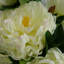 Plastic, Silk Peony Arrangement in Pot