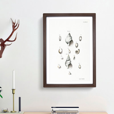 Types of Seashells PL. 35 by J.E. De Kay - Picture Frame Painting Print